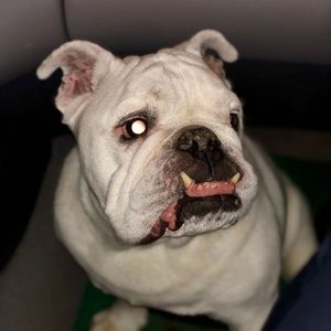 Meet your Posher, Bree